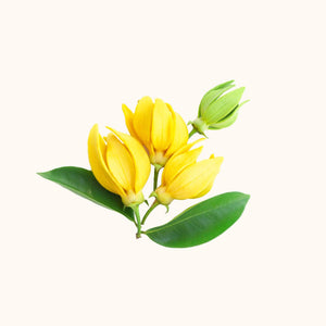 Ylang Ylang